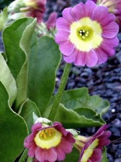 Auricule des jardins - Primula x pubescens 