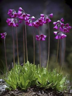 Primevère secundiflora