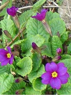 Primevère tapissante du Caucase 'Wanda'