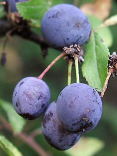 Prunellier, Épine noire