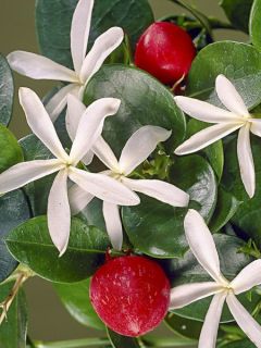 Carissa macrocarpa - Prunier du Natal