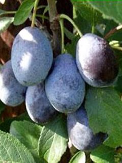 Prunier 'Hauszwetsche'