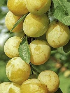 Prunier 'Reinegold'