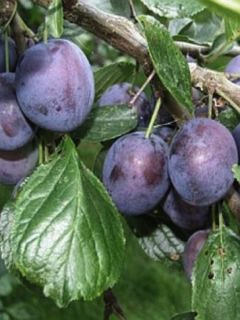 Prunier 'Stanley'