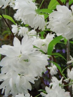 Prunus glandulosa 'Alboplena'