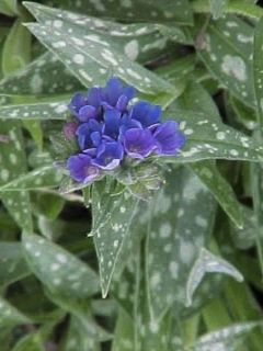 Pulmonaria longifolia E.B Anderson - Pulmonaire à longues feuilles