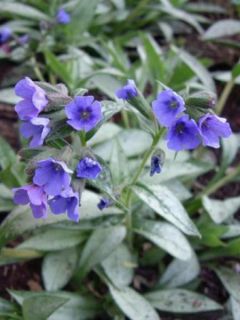 Pulmonaire 'Samourai'