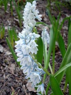 Puschkinia scilloides 'Libanotica'