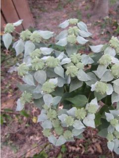 Pycnanthemum muticum