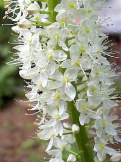 Graines de Cyclamens de jardin en mélange - Cyclamen All The Year Round Flowering Mixed