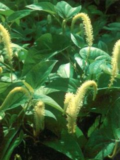 Saururus cernuus - Saurure inclinée Saururus cernuus - Saurure inclinée