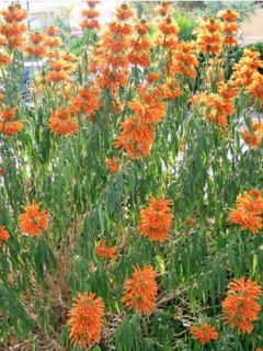 Leonitis leonurus - Queue de lion