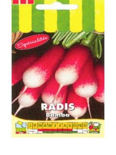 Radis Bamba - Raphanus sativus var. sativus