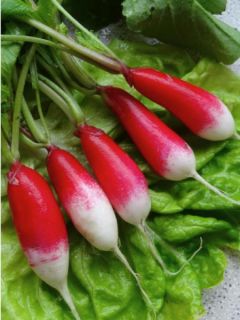 Radis  'pernot clair'