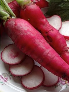 Radis Rose d'hiver de Chine - Raphanus sativus