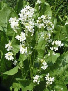 Raifort, Moutarde des Allemands