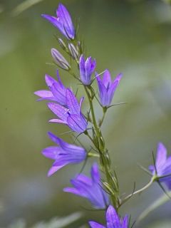 Raiponce - Campanula rapunculus