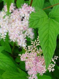 Filipendula ulmaria Rosea - Reine des Prés