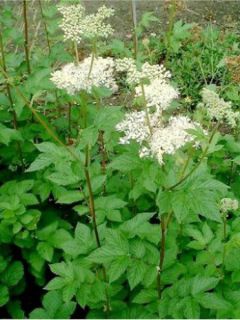 Reine des près, Fausse spirée