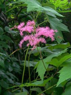 Reine des près, Filipendule pourpre