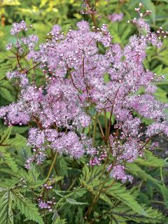 Reine des près, Filipendule 'Red Umbrellas'