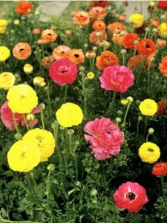 Renoncule asiatique en mélange 