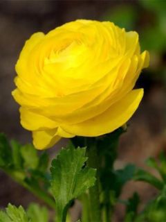 Renoncule fleur double jaune - Ranunculus asiaticus