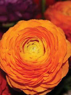 Renoncule fleur double orange - Ranunculus asiaticus