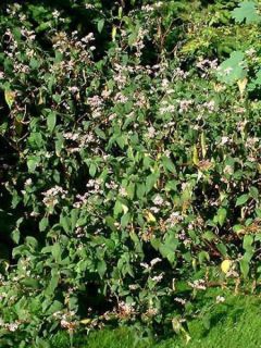 Renouée à fleurs de campanule Renouée à fleurs de campanule