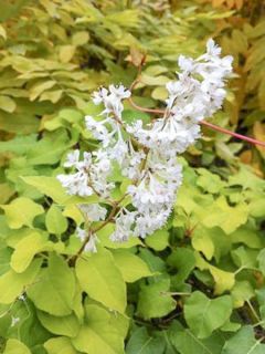 Renouée grimpante - Fallopia aubertii Summer Sunshine 