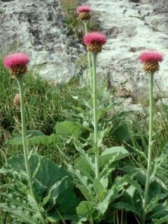 Rhapontique des Alpes