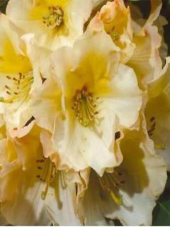 RHODODENDRON x Horizon monarch - Rhododendron nain RHODODENDRON x Horizon monarch - Rhododendron nain