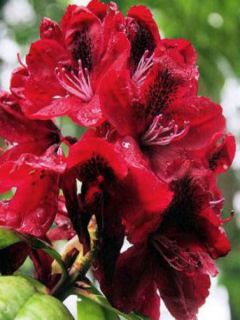 Rhododendron hybride Moser's Maroon Rhododendron hybride Moser's Maroon