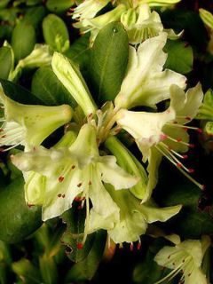 Rhododendron nain Shamrock Rhododendron nain Shamrock