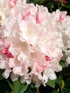 Rhododendron yakushimanum 'Dreamland'