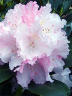 Rhododendron yakushimanum 'Silberwolke'