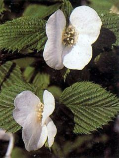 Rhodotypos scandens - Faux corète