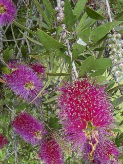 Rince-bouteilles 'Burgundy'