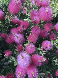 Callistemon viminalis Hot Pink - Rince-bouteille