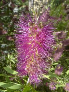 Rince-bouteilles violaceus