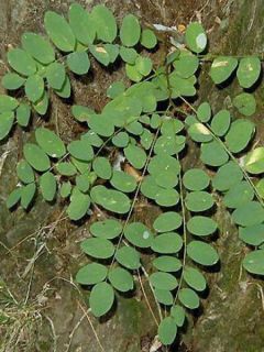 Robinia pseudoacacia