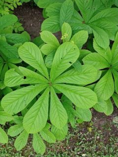Rodgersia aesculifolia