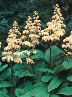 Rodgersia à feuilles de sureau
