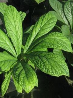 Rodgersia pinnata Hercules - Rodgersia à feuilles pennées Hercules
