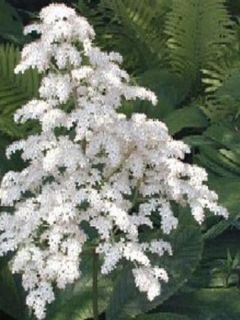 Rodgersia pinnata 'La Blanche'