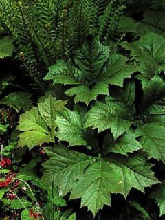 Rodgersia podophylla 