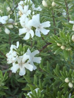 Westringia fruticosa Mundi