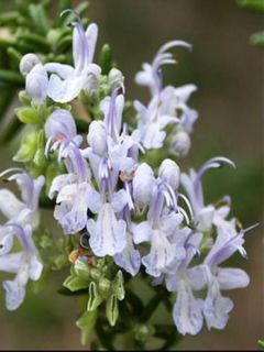 Romarin rampant - Rosmarinus officinalis Prostratus