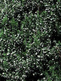 Romarin - Rosmarinus officinalis	