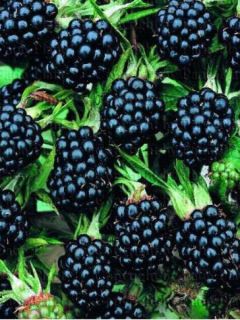 Ronce  'Thornless Evergreen'